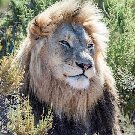 Mont Eco Game Reserve Montagu Exterior photo