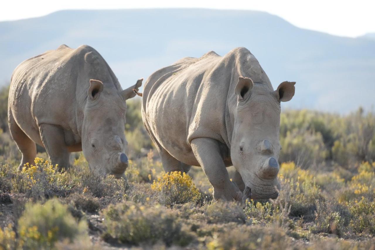 Mont Eco Game Reserve Montagu Exterior photo