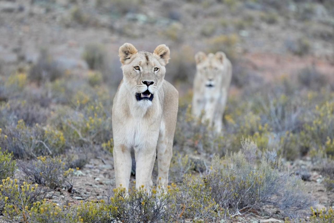 Mont Eco Game Reserve Montagu Exterior photo