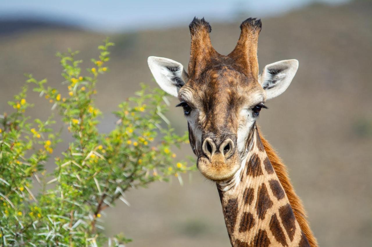 Mont Eco Game Reserve Montagu Exterior photo